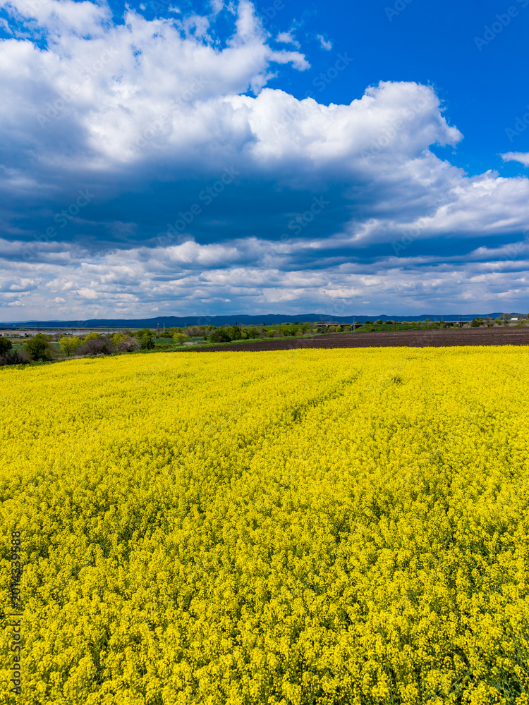 Fototapeta premium Bright yellow flowers bloom in a field under a blue sky with clouds during daytime