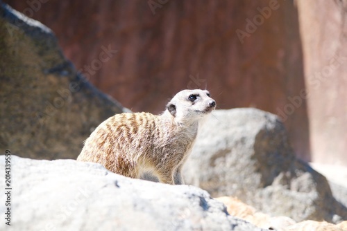 Εκτύπωση καμβά Alert meerkat stands vigil on sunlit rocks in its territory.