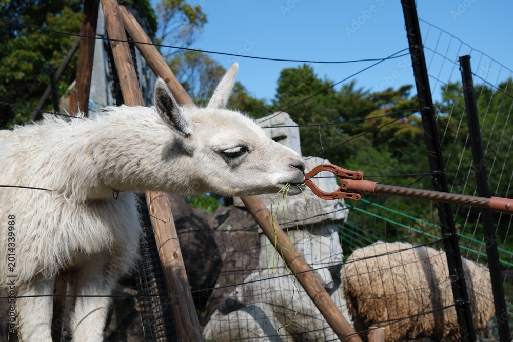 Fototapeta premium White Llama Eating Fresh Green Grass from a Feeding Tool