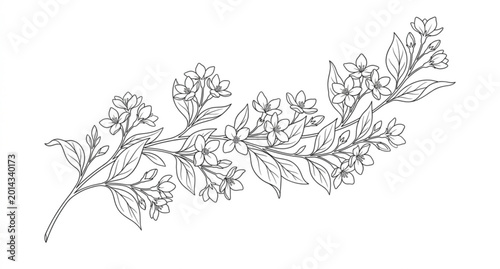 Botanical jasmine flower line art vector elegant floral illustration isolated on white