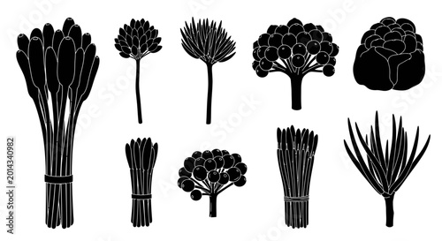 Photos Various bundles of fresh asparagus stalks and florets in black silhouette on whi