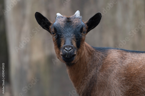 Intense Gaze of a Brown and Black Goat