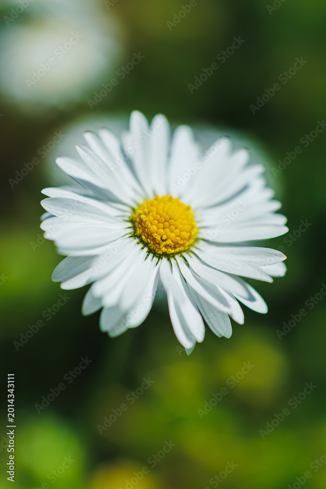 Fototapeta premium White flower with yellow center growing in green garden during sunny day in spring season