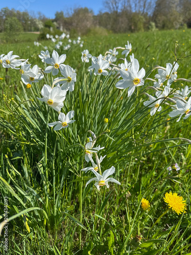 Tableau sur toile White narcissus flowers in spring meadow