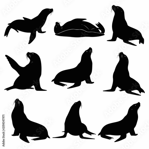 Foto Black marine sea lion silhouettes isolated on bright white background
