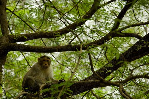 Принти на полотні Monkey sits on a branch in a green tree while observing the surroundings in the