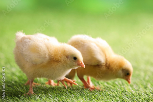 Valokuva Baby animals. Cute chicks on green grass outdoors