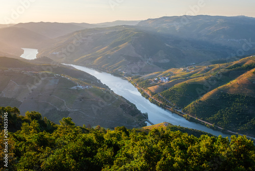 Douro river vineyard valley overlook at sunrise in Portugal, with winding water, forest foreground, terraced hills and warm light across the slopes.