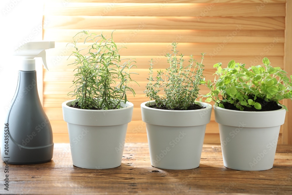 Fototapeta premium Different aromatic herbs in pots and sprayer on wooden table indoors