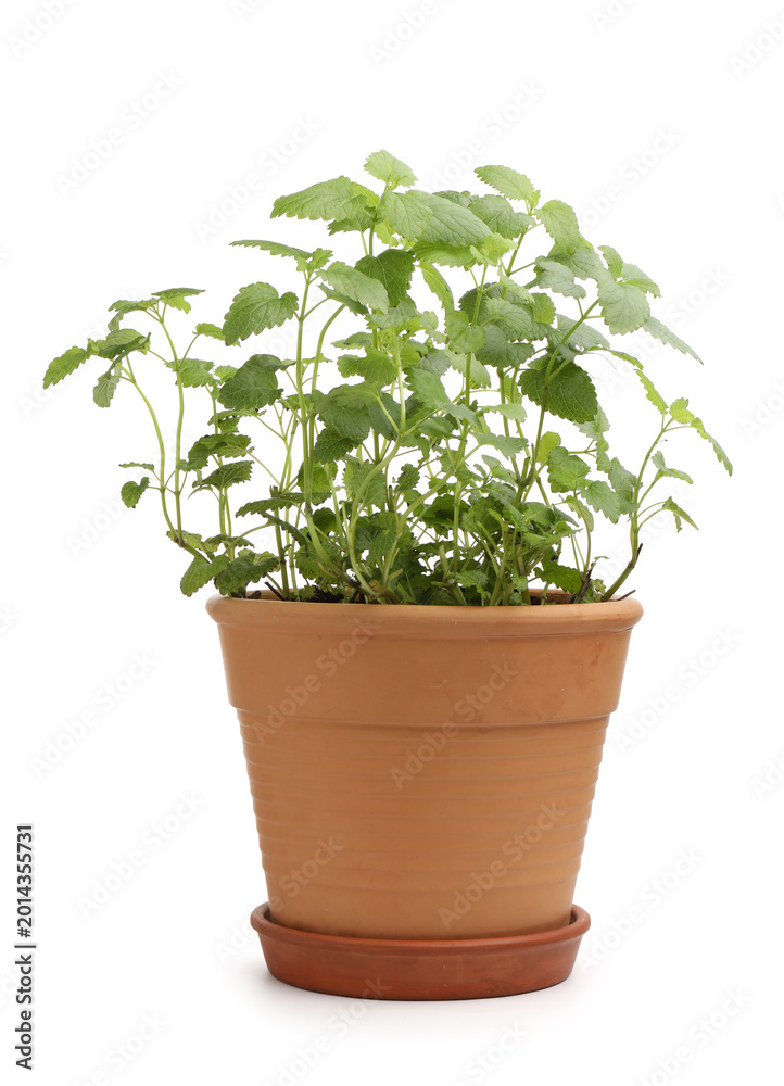 Fototapeta premium Aromatic lemon balm in pot isolated on white