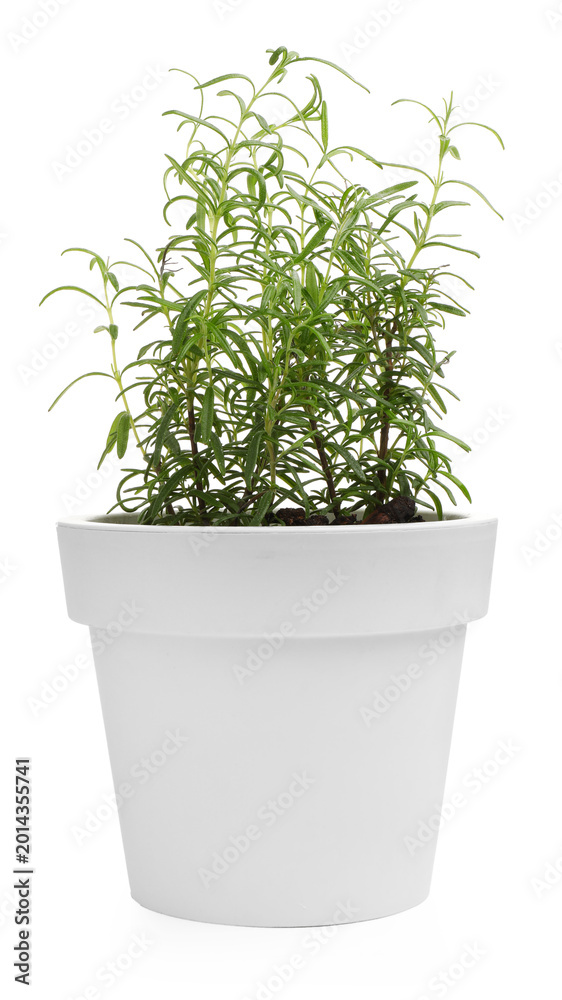 Fototapeta premium Aromatic rosemary in pot isolated on white