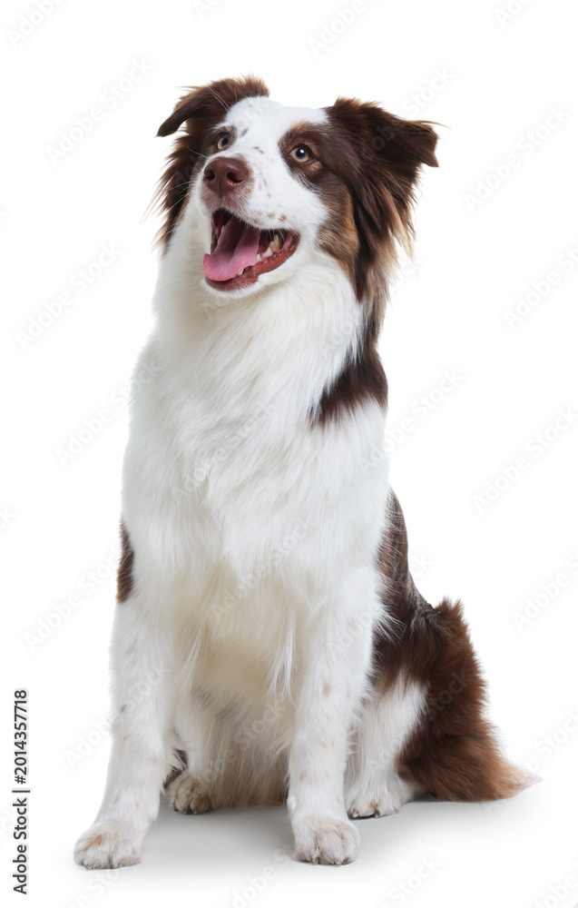 Fototapeta premium Cute Border Collie dog on white background