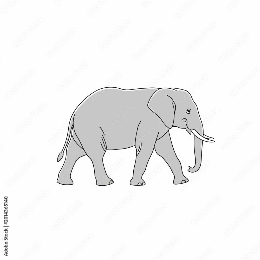 Fototapeta premium Gray Elephant Walking Sideways Profile View 1.