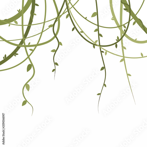 Fotografie Green plant vines with small leaves.