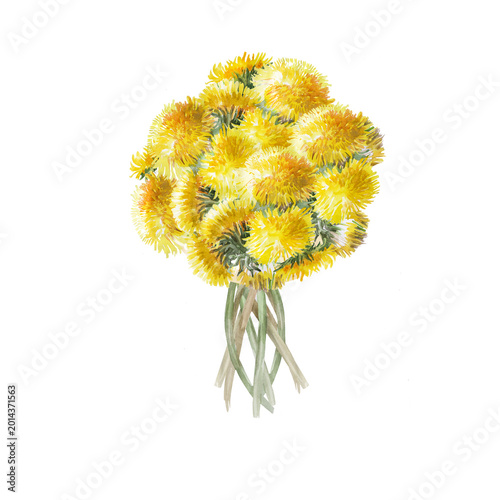 bouquet of yellow, dandelion flowers isolated on white background