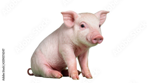Foto Isolated adorable pink piglet, a cute young domestic animal, sitting calmly looking at camera
