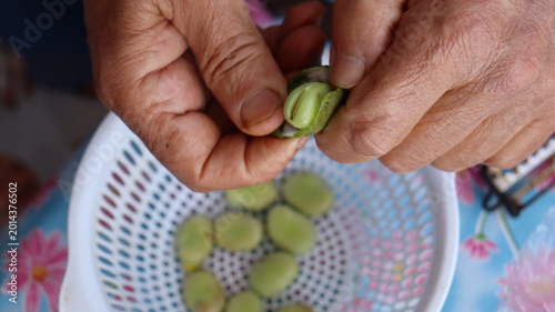 Cuadro en lienzo Hands shelling fresh fava beans from green pod close-up