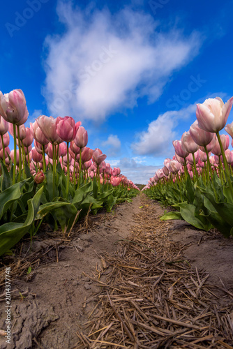 Beautiful pink tulips in bloom photographed against a blue sky