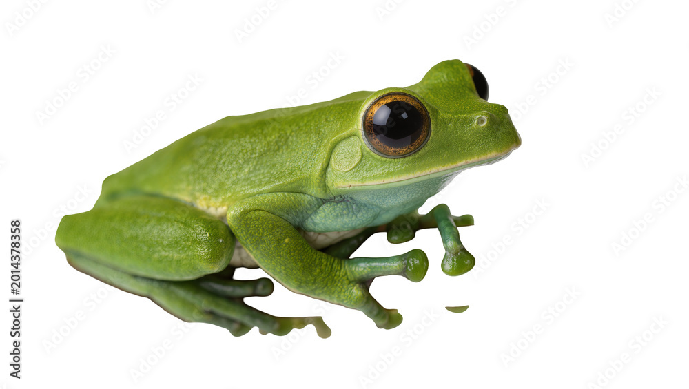 Fototapeta premium Isolated bright green tree frog, a captivating wild animal with prominent dark eyes.