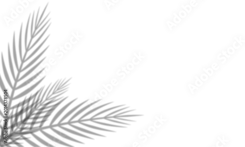 Palm leaf branch isolated on white background