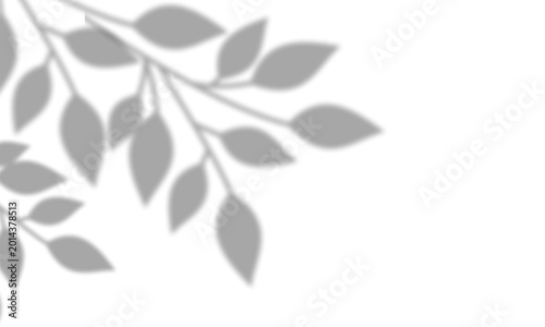 Minimalist branch with elongated green leaves on white background