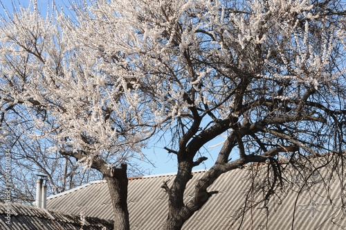 Apricot blossoms and blue sky in spring.