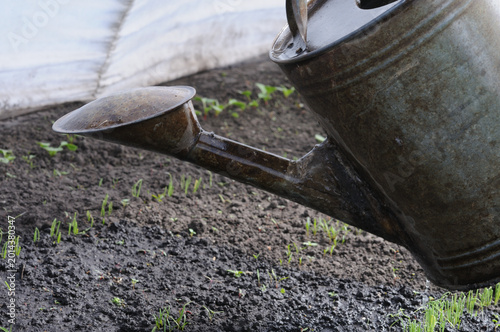 Metal watering can in the garden for watering plants. Watering can on the ground.