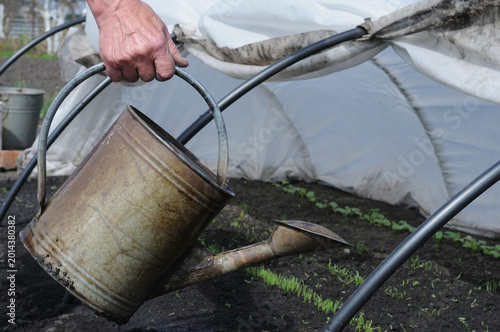 Watering can in the hands of a gardener in the garden