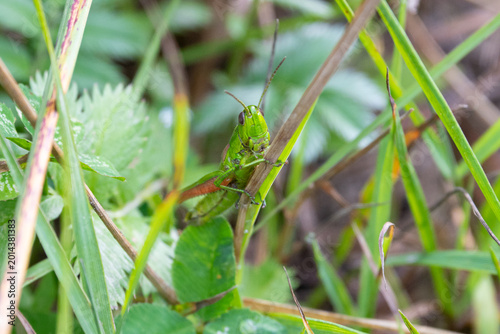 Close up of a green grasshopper on a plant looking at the camera