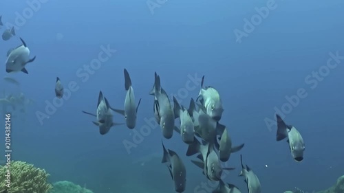A large school of sleek, silver-grey fish with distinctive yellow eyes gracefully swims and swirls through the clear, sunlit ocean.