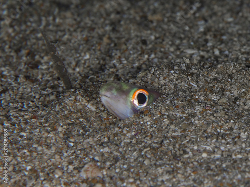 Fotografie Balearic conger eel