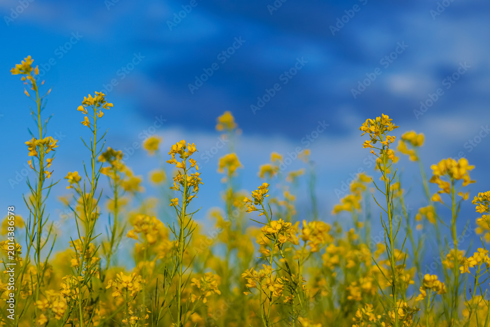 Fototapeta premium Paesaggio con fiori di colza sul cielo azzurro in italia