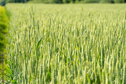 Cuadro en lienzo Wheat Field Stretches Under Blue Sky in Rural Area During Summer Season With Gre