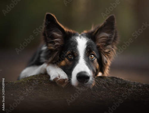 border collie puppy