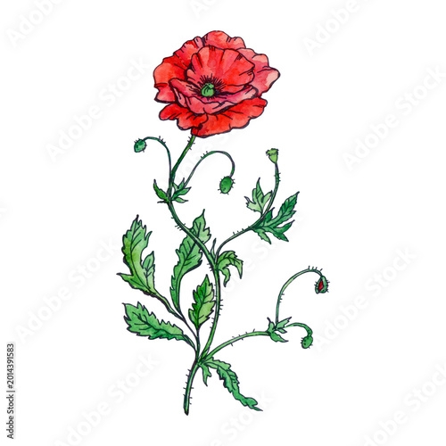 Fotografie A vibrant watercolor red poppy flower