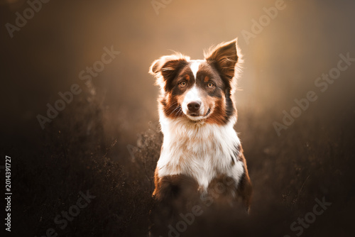 australian shepherd