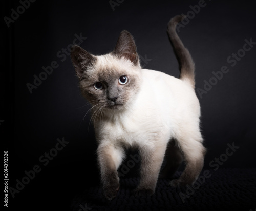 black and white kitten