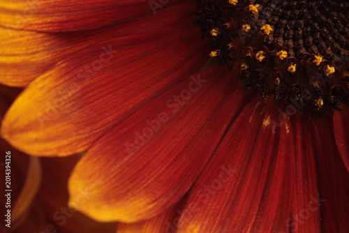 Tableau sur toile Close-up selective soft focus orange, yellow, red decorative Sunflower flower bud, pestle; stamen, petals on dark