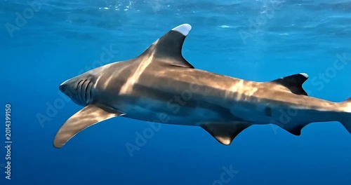 Powerful hammerhead shark swimming gracefully in deep blue ocean underwater wildlife scene