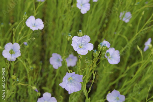beautiful blue flax flowers in a green field closeup in the countryside in springtime