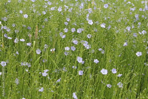 a group flax plants with blue flowers in a field in springtime