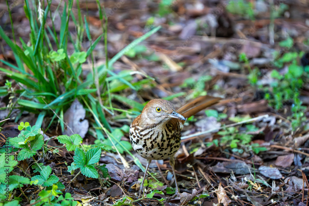 Obraz premium Brown Thrasher on the Lawn in Spring