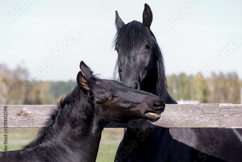 Canvas Print Black Friesian horse and foal interacting near wooden fence outdoors