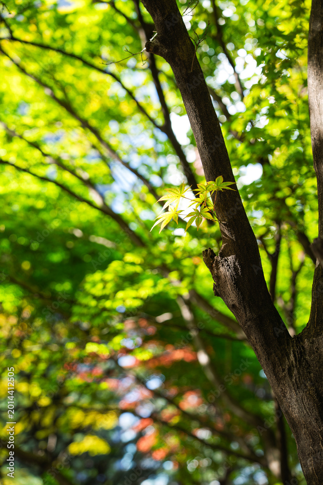 Fototapeta premium Fresh Green Maple Leaves on a Tree Branch with Soft Bokeh Background