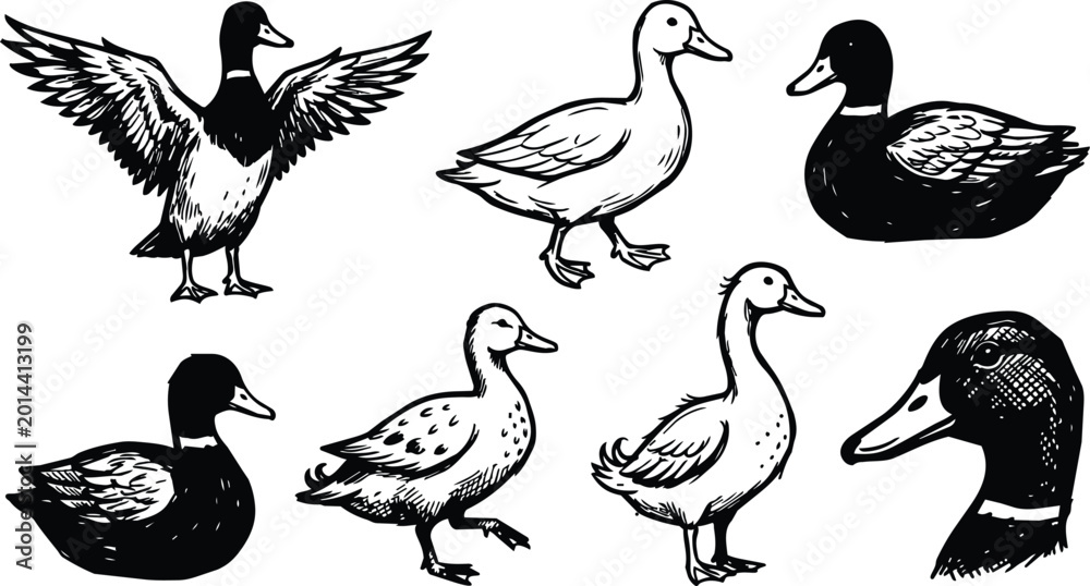 Obraz premium Black and white line art duck head and eight poses showing standing swimming and flying views