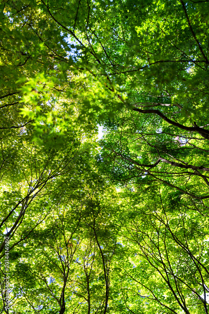 Fototapeta premium Green Maple Tree Leaves and Branches Forming Dense Canopy in Park, Peaceful Spring Background for Travel and Lifestyle Concept