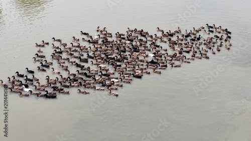 Wildlife Scene With Ducks Floating In Pond arial view