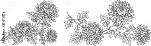 Hand Drawn Chrysanthemum Flower Branch Illustration with Detailed Floral Elements for Vintage Botanical and Decorative Graphic Design Projects
