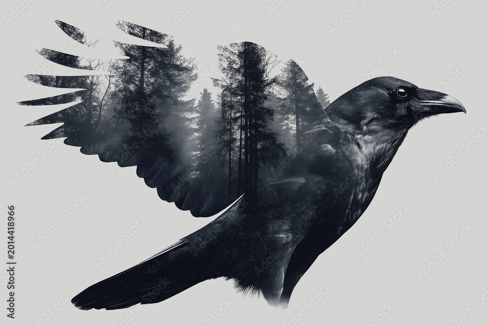 Fototapeta premium Double exposure photography, a silhouette of a raven combined with a dark haunted forest inside the wings, moody monochrome with deep blacks, fine art photography