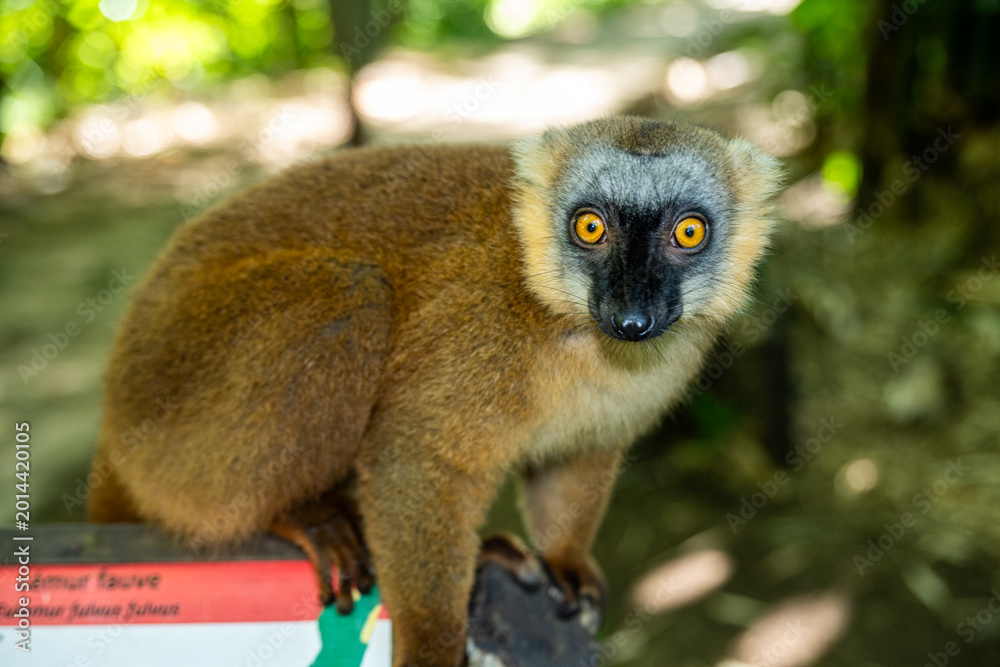 Fototapeta premium Common brown lemur perches on a wooden sign in Nosy Be